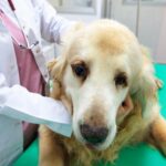 chien10