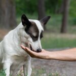chien9