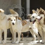 chiens6